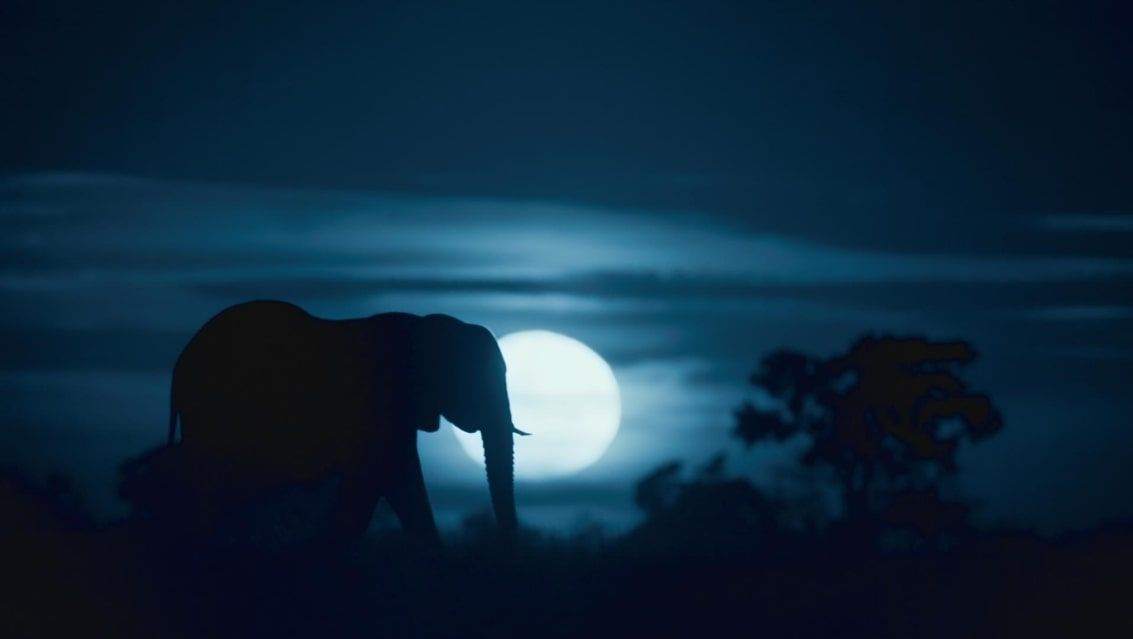 Notte sul pianeta terra, Netflix vi porta a scoprire la natura article-post