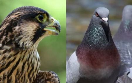 Il comune di Milano pensa ai falchi pellegrini per cacciare i piccioni da piazza Duomo article-post