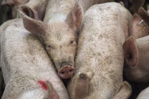 Veneto, sequestrate dieci tonnellate di carne cinese per la peste suina