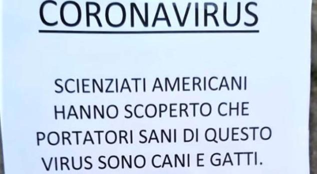 La bufala degli scienziati americani che hanno scoperto «cani e gatti» portatori sani del Coronavirus article-post