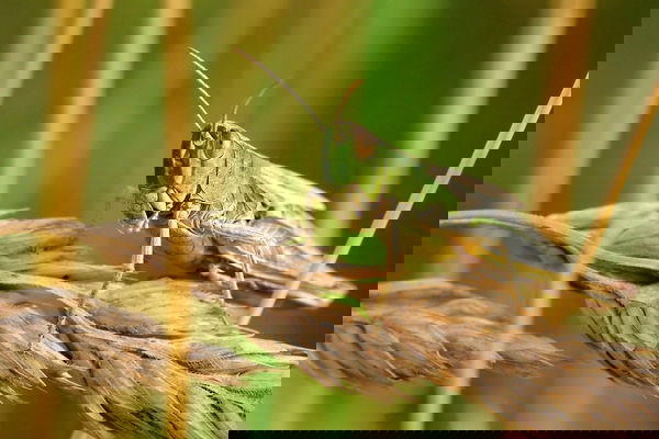 Africa e locuste: la catastrofe che nessuno vede