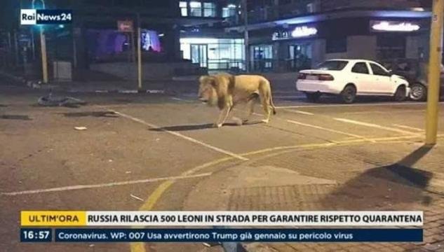 Risultato immagini per putin leoni
