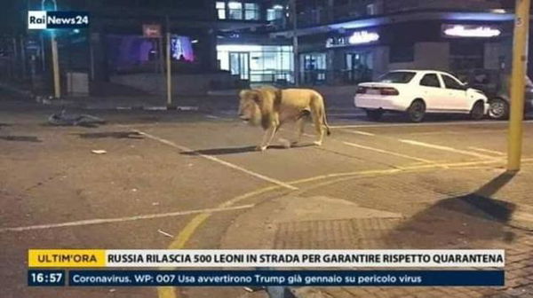 No, Putin non ha liberato 500 leoni per obbligare i russi a rimanere in casa