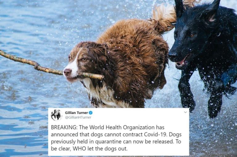 La battuta virale sui cani che non possono contrarre il coronavirus e l’Oms
