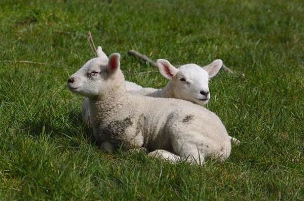 Coldiretti denuncia: in aumento i furti di galline e agnelli nelle campagne