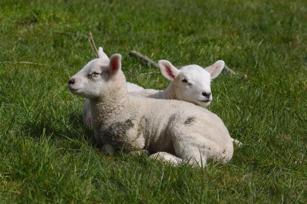 Coldiretti denuncia: in aumento i furti di galline e agnelli nelle campagne article-post