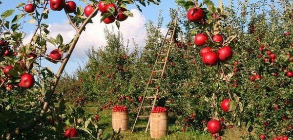 «I prezzi di frutta e verdura sono saliti di 40 volte rispetto al tasso d’inflazione»