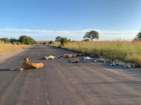 Coronavirus, niente turisti nella savana sudafricana: i leoni fanno siesta in strada article-post
