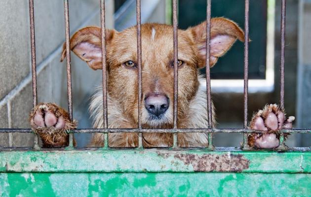 Il divieto di consumo di carne di cane e gatto in Cina, al momento, è solo una proposta di legge article-post