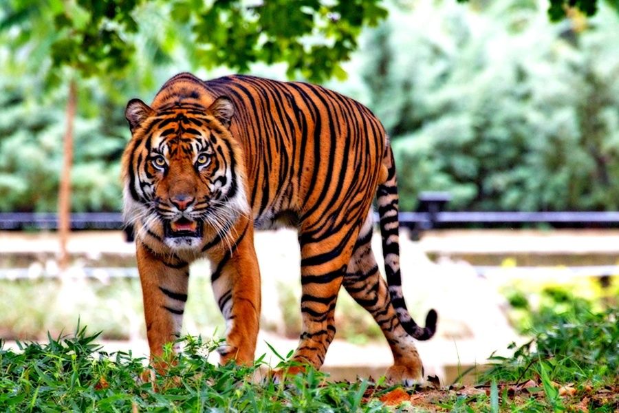 Anche una tigre risultata positiva nello zoo del Bronx article-post