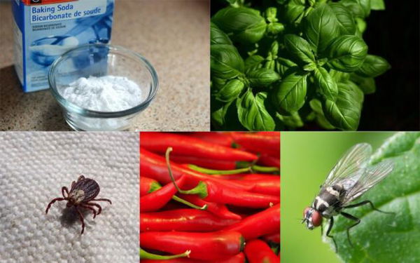 Le ultime nove bufale sui rimedi anti-coronavirus smentite dal Ministero della Salute