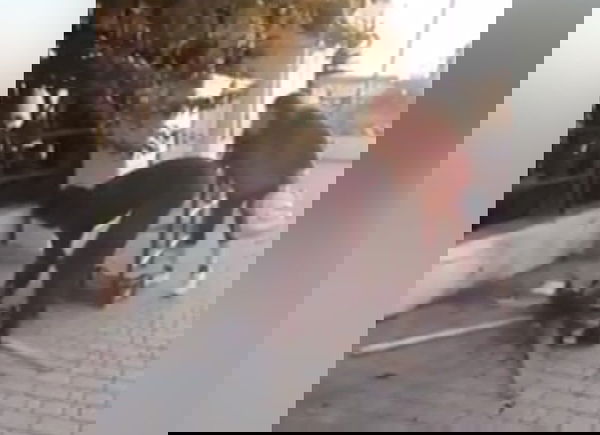 La storia del ragazzo che ha arrostito un gatto davanti alla stazione di Campiglia Marittima