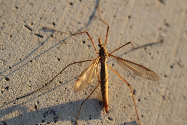 Le zanzare non hanno alcuna possibilità di trasmettere il virus all’uomo