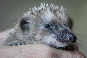 centro recupero per ricci La Ninna