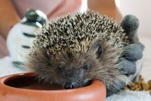 Centro recupero per ricci La Ninna