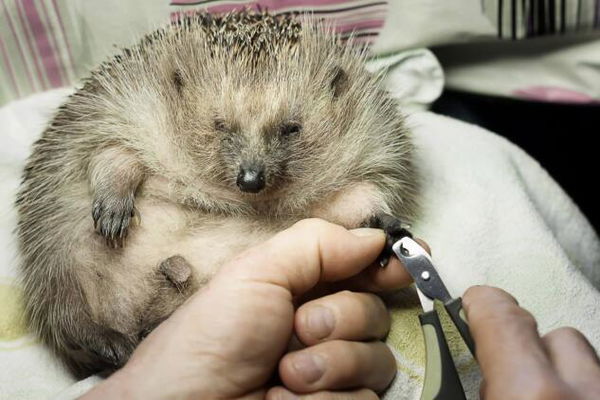 Cuneo, così un riccio mi ha cambiato la vita: «In fondo la felicità è fatta di niente»