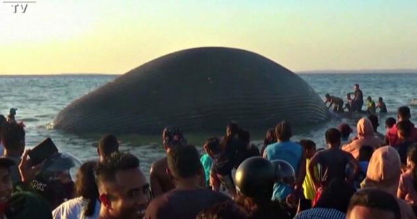 Le incredibili immagini della balena gigante arenata in Indonesia