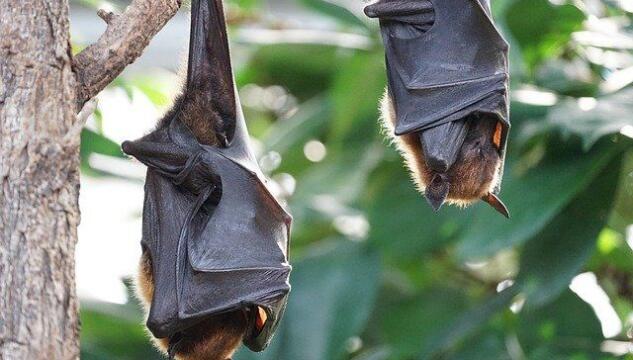 Bambina morsa da pipistrello