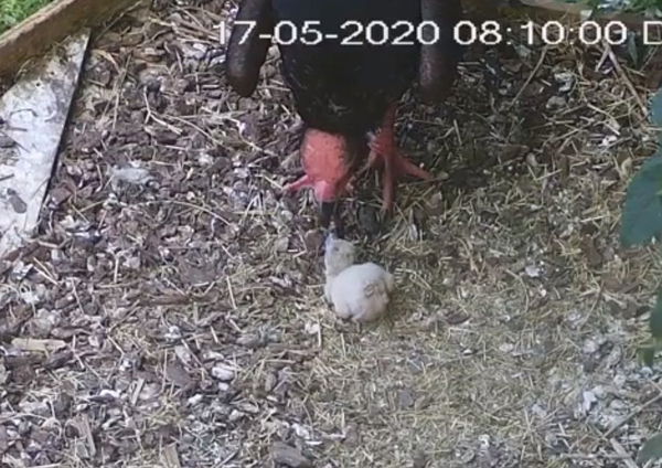 Italia, nasce qui l’unico pulcino di avvoltoio reale indiano venuto al mondo in un parco zoologico