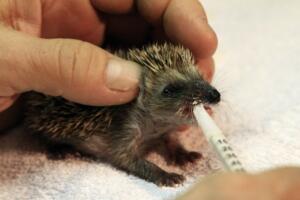 Centro recupero per ricci La Ninna