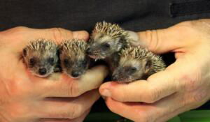 Centro recupero per ricci La Ninna