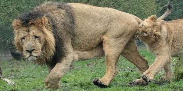 La bufala della leonessa che morde i testicoli al compagno per spronarlo a fare sesso