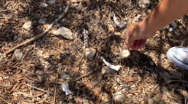 «Le ossa canine ritrovate nei campi della signora Rosy risalgono a 6/7 anni fa»