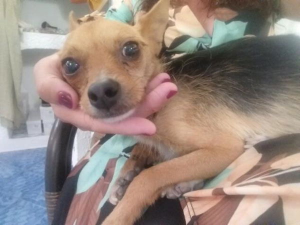 Lav Lampedusa: «Nessuna segnalazione di cani scomparsi o uccisi»