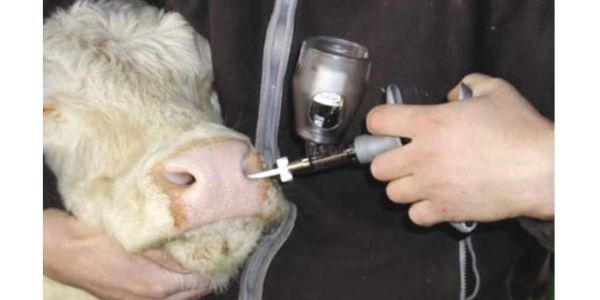 “Il tampone nel naso è un vaccino occultato!” – L’ultima perla complottista