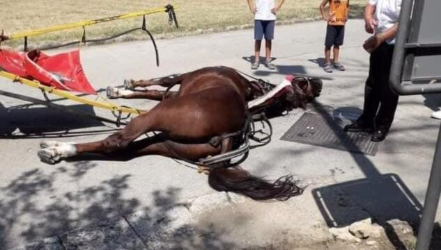 cavallo morto a Caserta