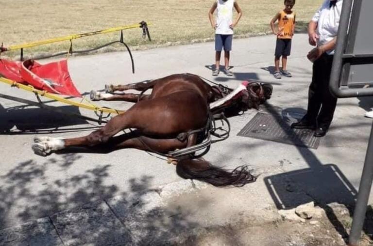 Il cavallo morto di caldo alla Reggia di Caserta, Europa Verde denuncerà il titolare della carrozza
