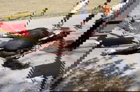 Il cavallo morto di caldo alla Reggia di Caserta, Europa Verde denuncerà il titolare della carrozza article-post