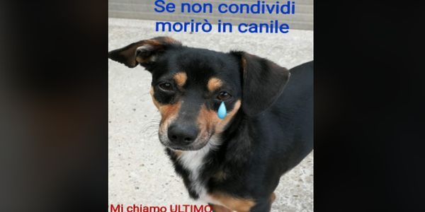 “Se non condividi morirò in canile” – Senza informazioni non serve a nulla