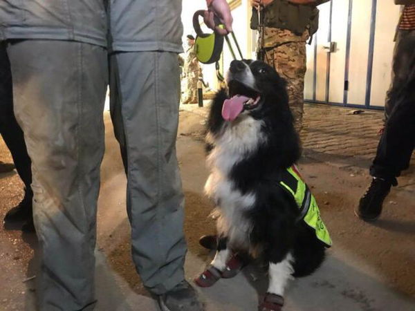 A un mese dall’esplosione a Beirut il cane Flash dà ancora speranza tra le macerie