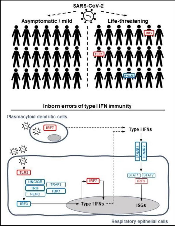 Studio sul Covid, il 15% dei casi gravi legato ai geni