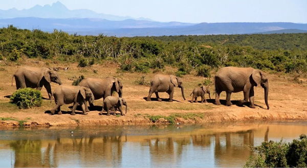 Cosa è successo ai 330 elefanti morti in Botswana in soli tre mesi
