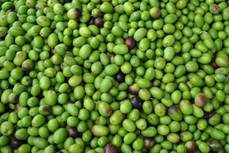 Aiutate l’olio Aiutate l’olio
