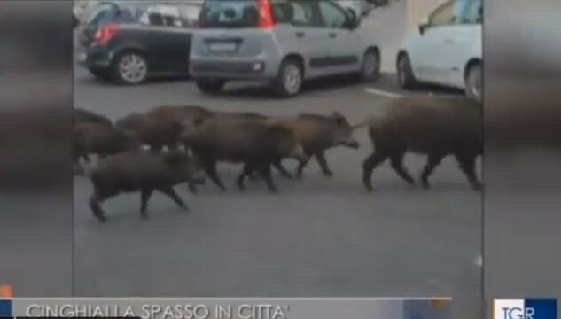 Cinghiali uccisi a Roma