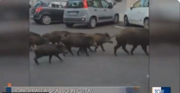 Cinghiali uccisi a Roma nella notte, scoppia la polemica