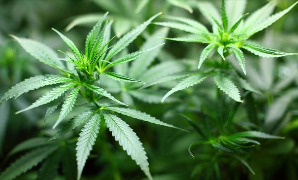 Il Cbd illegale per «favorire le grandi aziende farmaceutiche a scapito delle piccole-medie imprese»