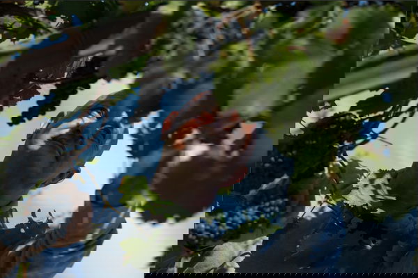 Si può fare e-commerce anche nel settore dei vini?