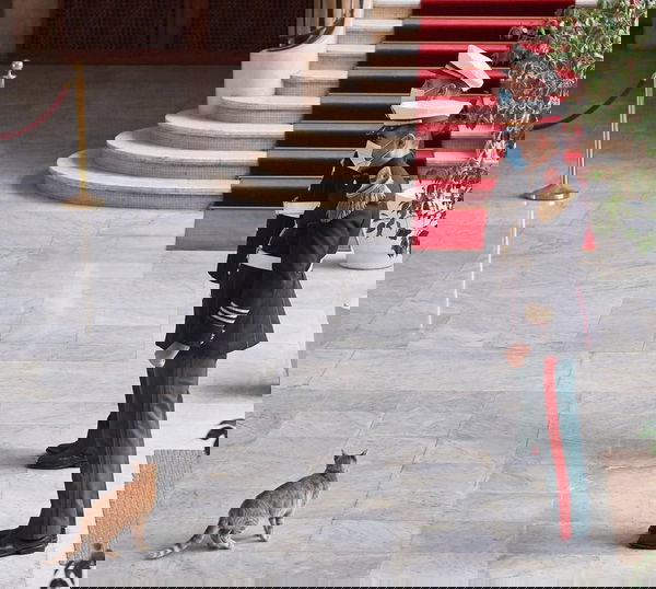 Di Maio usa il metodo tradizionale per distrarre dai problemi del governo: i gatti sui social