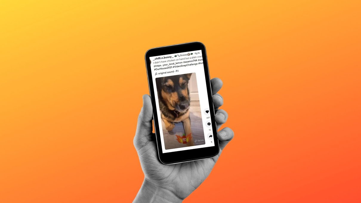 Evitiamo che dare cibi piccanti al proprio cane diventi virale su TikTok article-post