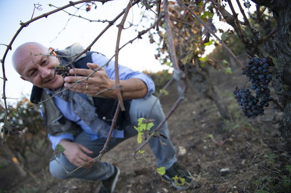 «Un e-commerce di vini per essere di supporto all’Italia»