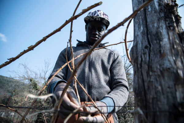 «Per fare concorrenza al lavoro agricolo irregolare dobbiamo rendere conveniente regolarizzare»