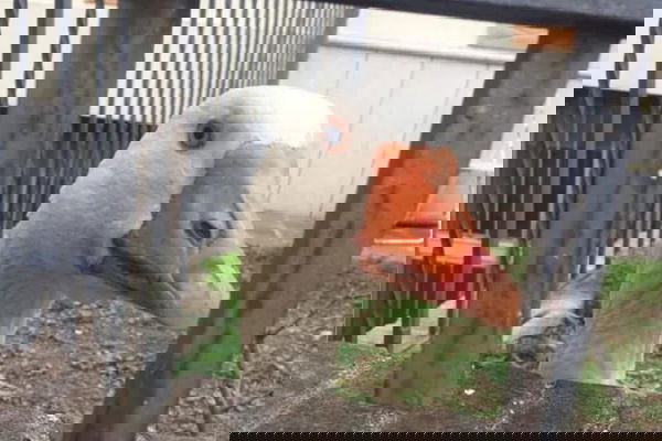 L’oca Giulio, ovvero: sulle dinamiche di funzionamento dei gruppi FB di quartiere