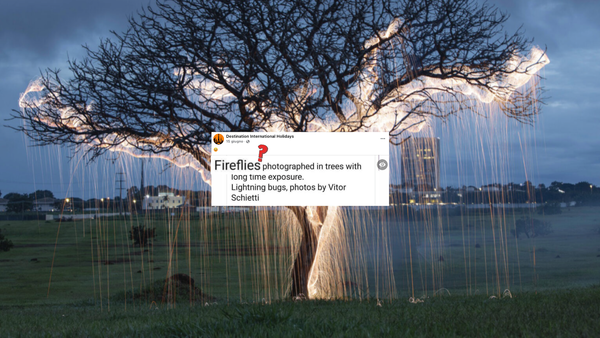 Quelle lucine negli alberi non sono lucciole, ma effetti di Photoshop