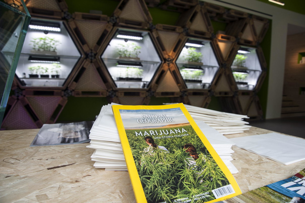 La Verità e la storia del referendum sulla cannabis che «sdogana la droga dello stupro» article-post