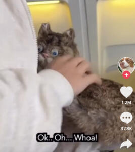 donna che allatta gatto