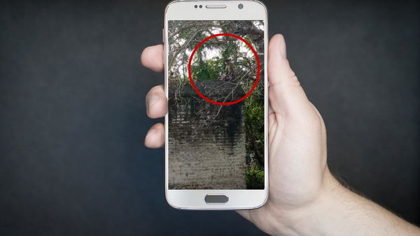 La strana storia delle scimmie che uccidono i cuccioli di cane per vendetta: quanto c’è di vero?